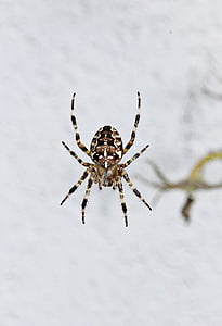 людина-павук, закрити, павутиння, павукоподібних, садові павук