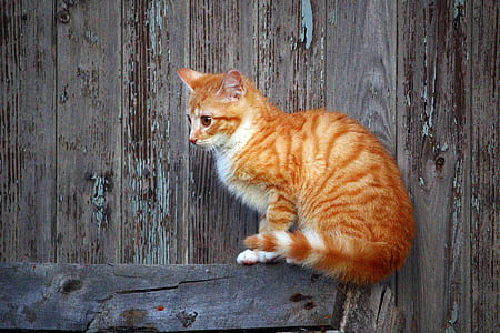 cat, kitten, red mackerel tabby, red cat, young cat, cat baby, wooden wall