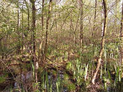 moor, light, forest, spring, grow, reed, wet