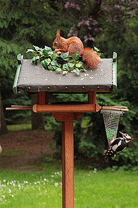 esquirol, Picot Garser, àpat, animals, aviari, jardí