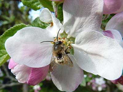 blossom, bloom, bee, apple, flower, insect, macro