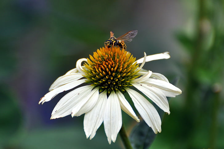 coneflower, Echinacea, Native kukka, violetti auringonhattu, ampiainen, paperi ampiainen, hyönteinen