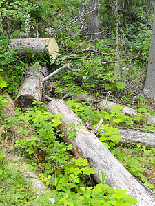 Emerald lake, Alberta, grønne blade, logs