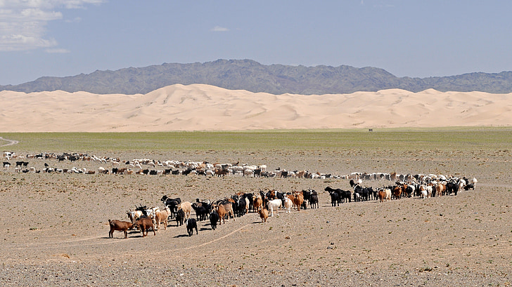 Pustynia, Gobi, Mongolia, kozy, wydmy, Pustynny krajobraz