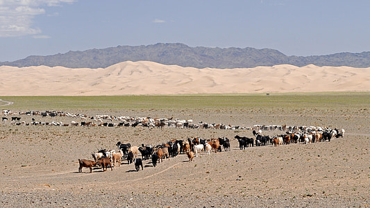 desert, gobi, mongolia, goats, sand dunes, desert landscape