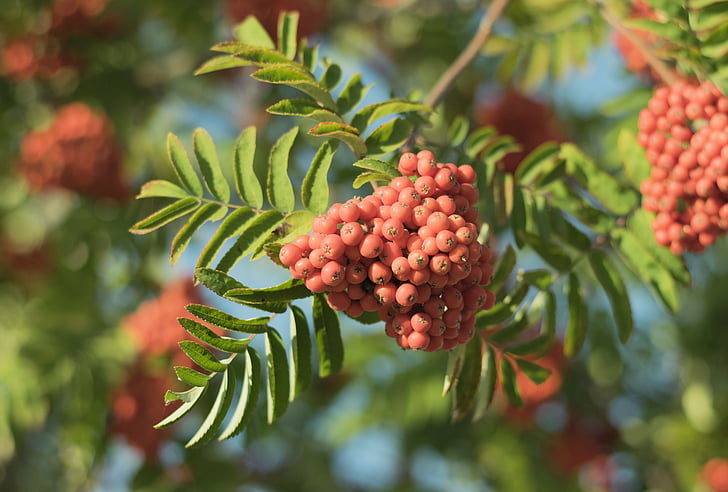 Rowan bogyókat, ősz, piros, zöld, berkenye, fa, levél