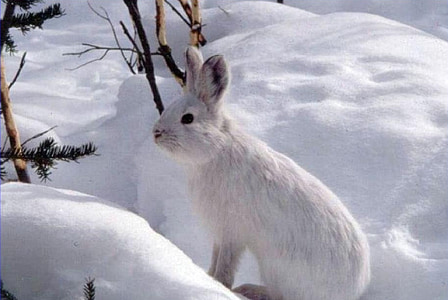 snowshoe hare, rabbit, hare, wildlife, nature, outdoors, snow
