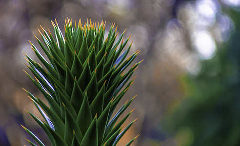 araucaria araucana - conifer, plant, spur, cactus, green, nature, close