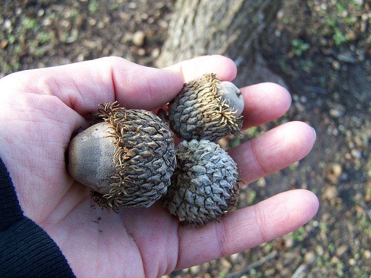 oak, acorns, hand, nature, autumn, natural, mossy