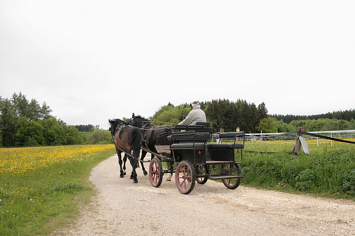 coach, horse drawn carriage, team, horses, spokes, old, means of transport