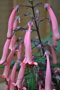 cape fuchsia, phygelius capensis, cape figwort, african soldiers, flower, plant, close-up