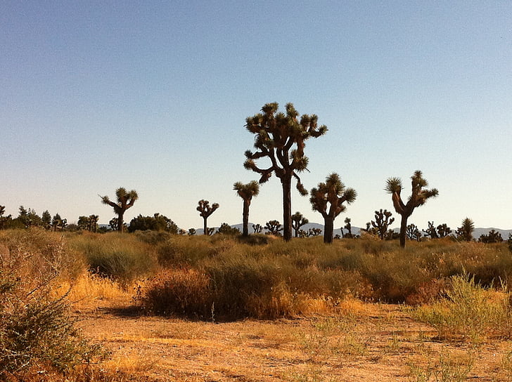 désert, Cactus, paysage, nature, paysage désertique, plante, l’ouest