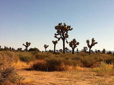 desert de, cactus, paisatge, natura, paisatge del desert, planta, occidental