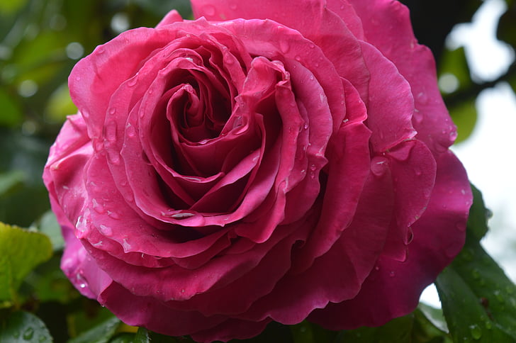 Rosa, merah muda, alam, Taman