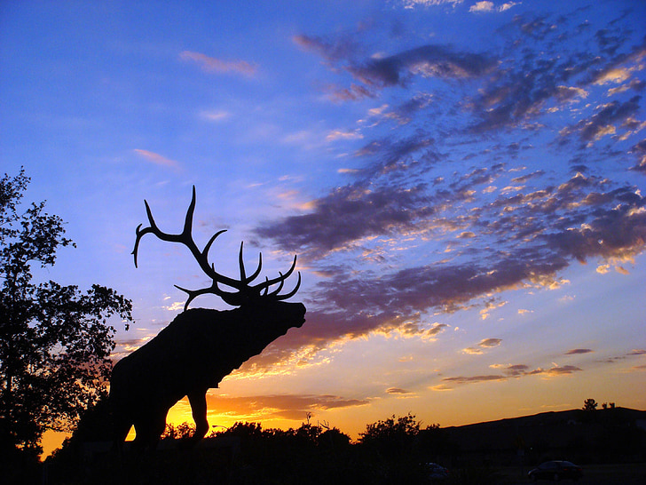 silueta de Elk, linterna colorida del cielo, paisaje, puesta de sol, naranja, azul, amarillo