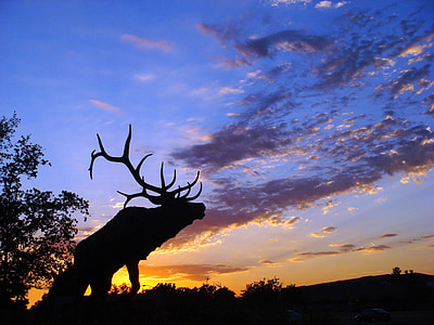 Elk silhouette, đầy màu sắc trên bầu trời, cảnh quan, hoàng hôn, màu da cam, màu xanh, màu vàng