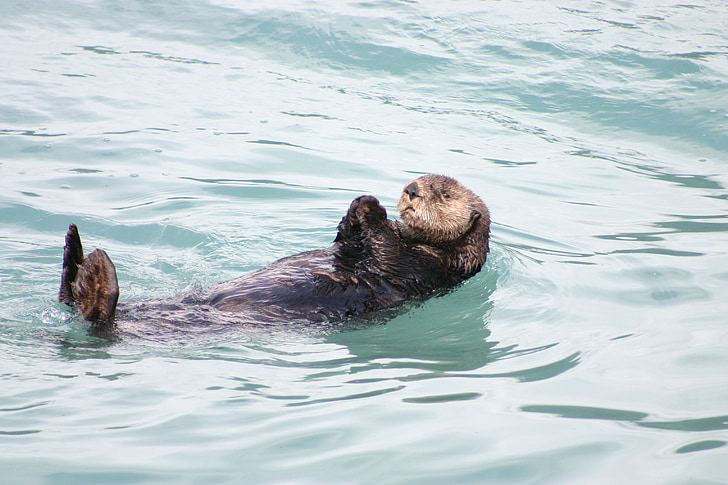 Otter, Alaska, schwimmende, Schwimmen, Meer, Ozean, Säugetier