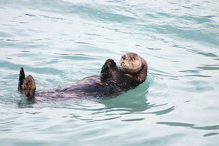 otter, alaska, floating, swimming, sea, ocean, mammal