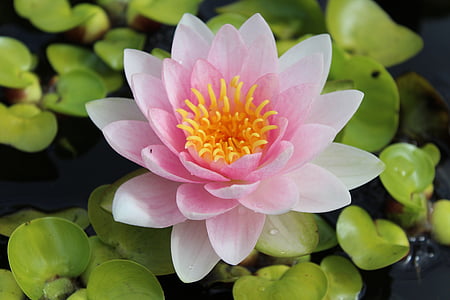 water lily, Nuphar lutea, vijver planten, plant, Blossom, Bloom, water