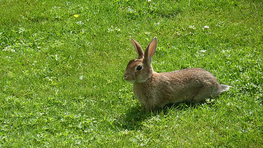 Заяц, животное, долго ушастый, Нагер, грызун, трава, Кролик — животное