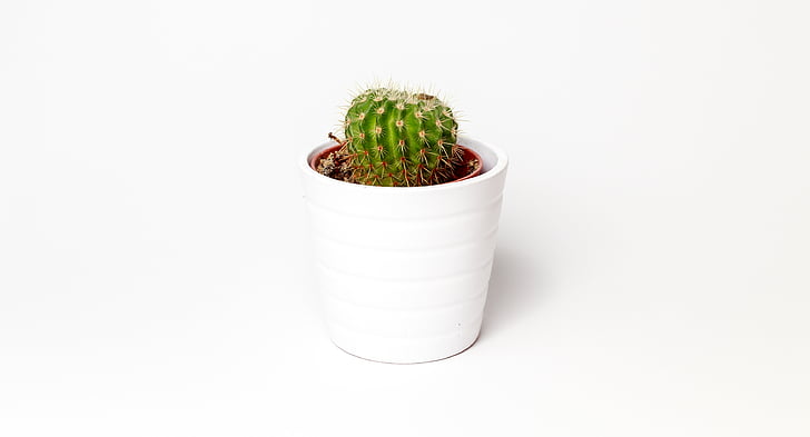 Cactus, minimalismo, pianta, pentola, bianco, pianta succulenta, natura