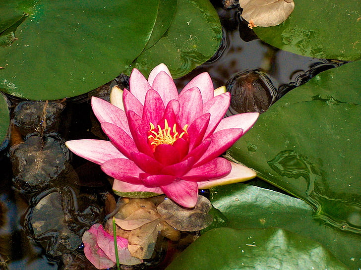 květ, vodní rostlina, rybník, Vodní lilie, Příroda, Lotus leknín, jezero