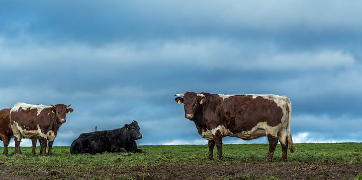cows, farm, cow, animals, cattle, agriculture, beef