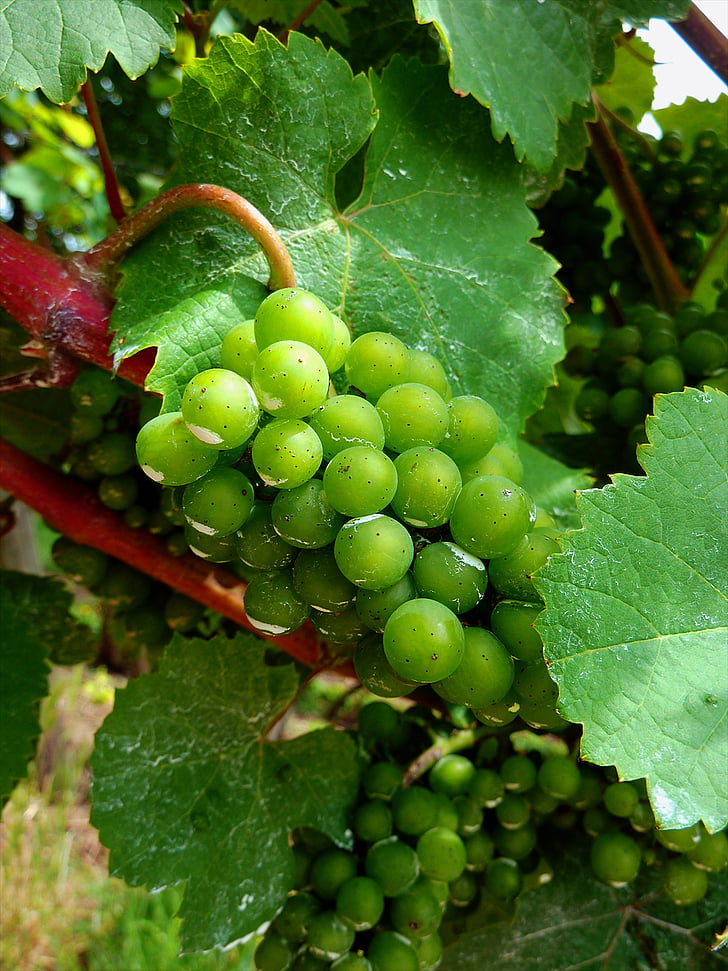 uvas, oro, fruta, Uvas verdes, vitivinícola, vid, verde