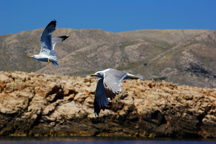 sea, the seagulls, birds, rocks, nature, travel, seagull