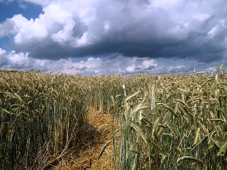 kukurūzas laukā, prom, debesis, mākoņi, lauks, graudaugi, vasaras