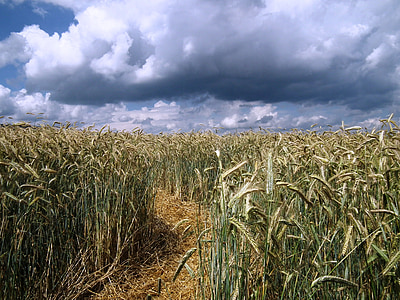 ladang jagung, kaki, langit, awan, bidang, sereal, musim panas