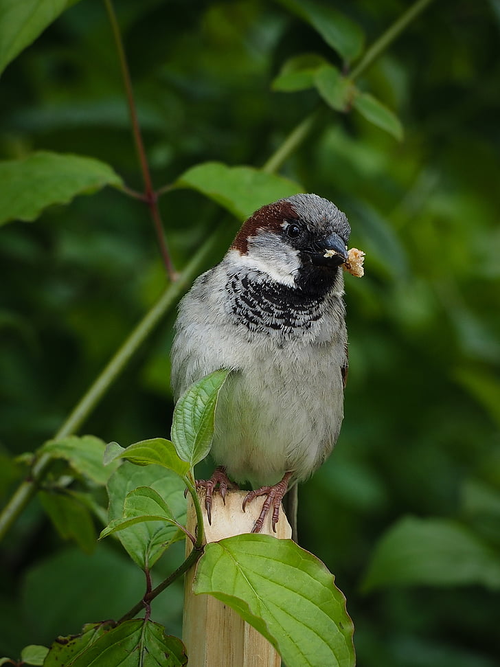 Sparrow, pták, peří, Příroda, Fauna, zvíře, volně žijící zvířata