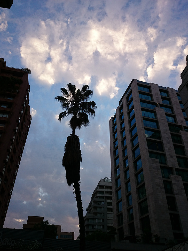 felhők, naplemente, pálmafa, háttérvilágítás, Santiago de chile városában, város, kontraszt