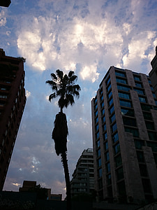 chmury, zachód słońca, palmy, podświetlenie, Santiago de chile, Miasto, kontrast