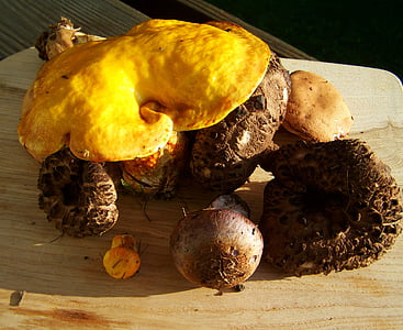 svampe, blandet, gul, brune svampe