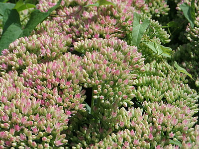 stonecrop, fat hen, thick sheet greenhouse, butterfly meadow, flowers, bees, inflorescence