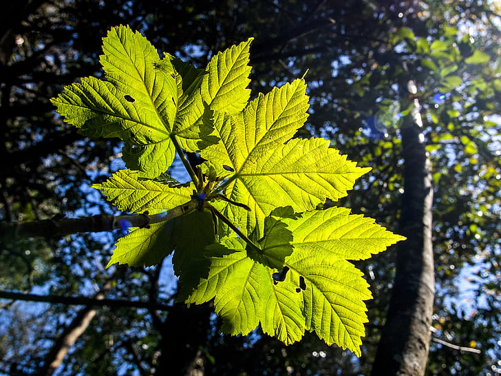 leaves, tree, nature