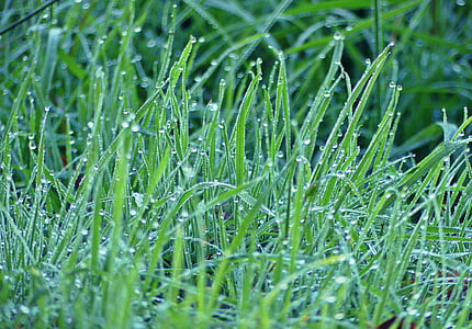 grass, grasses, meadow, nature, plant, blade of grass, raindrop