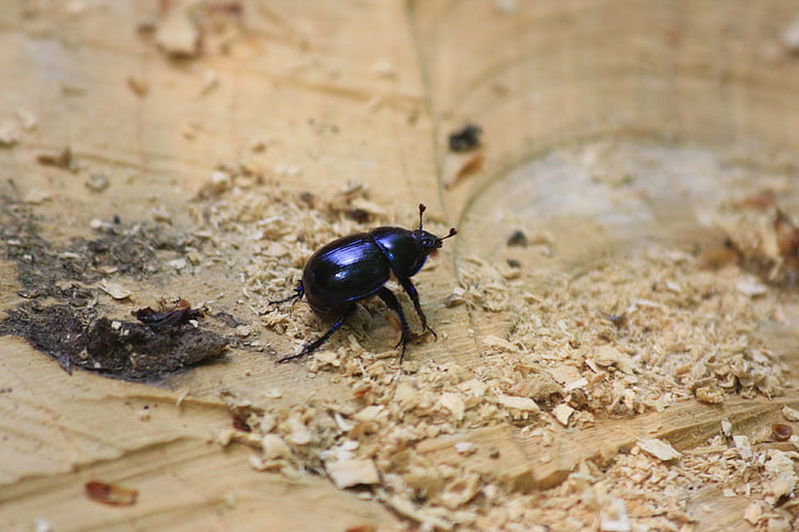 dung beetle, fauna, owad
