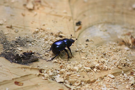dung beetle, fauna, insect