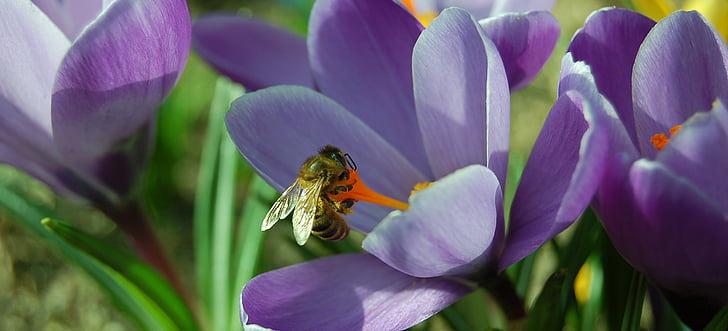 Krokus, primavera, flor, jardín, abeja, púrpura, insectos