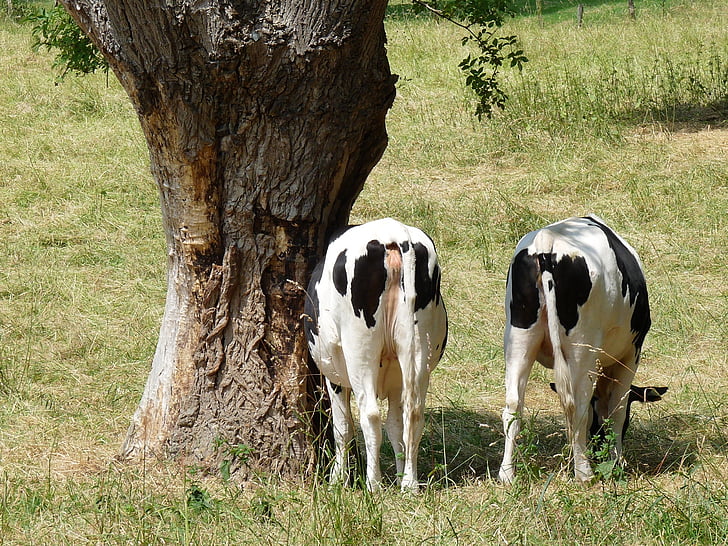 крави, нарядко върба, ливада, ферма, трева, природата, селски сцена