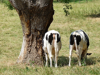 con bò, pollarded liễu, Meadow, Trang trại, cỏ, Thiên nhiên, cảnh nông thôn