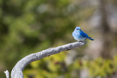 Mountain bluebird, bertengger, burung, satwa liar, alam, tungkai, pohon