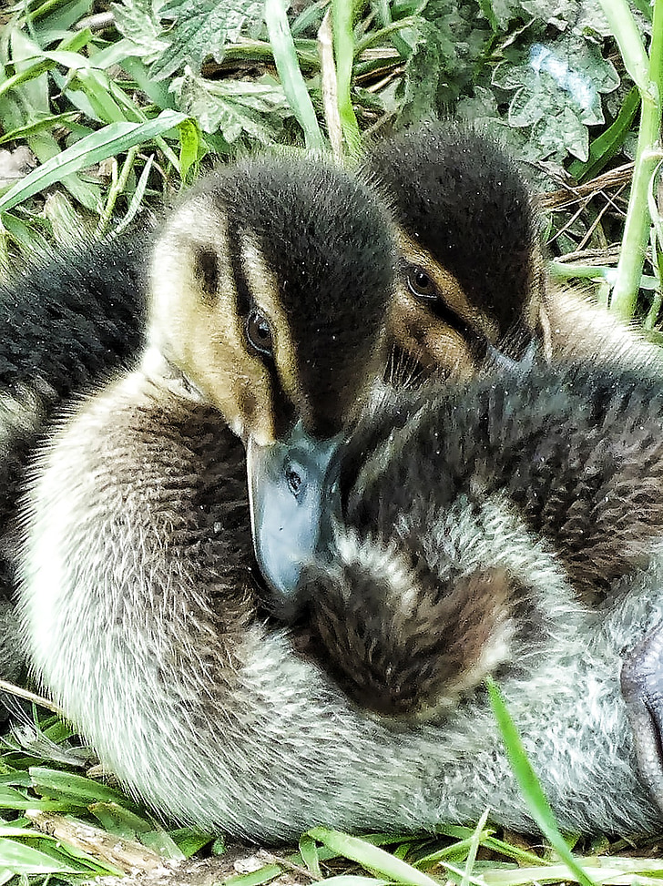 Ducklings, Bebek, Bebek, kecil, kecil, bayi, muda