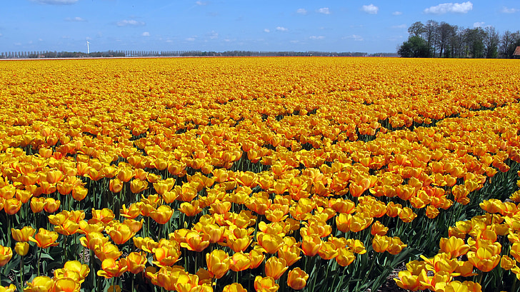 Тюльпаны, Голландия, Поле тюльпанов, цветок, tulpenbluete, Весна, Природа