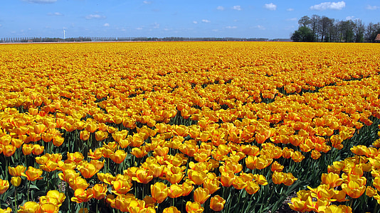 tulips, holland, tulip field, flower, tulpenbluete, spring, nature