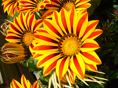 gazanias, λουλούδι, λουλούδι στον κήπο, πολύχρωμο, φωτεινή, χλωρίδα, άνθιση