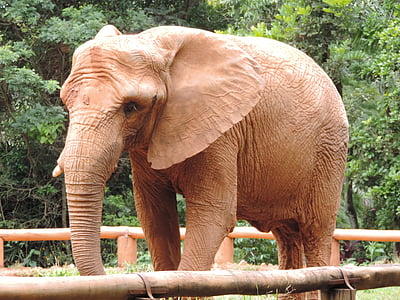 con voi, Tuyệt, hoang dã, động vật hoang dã, động vật, Thiên nhiên, động vật có vú