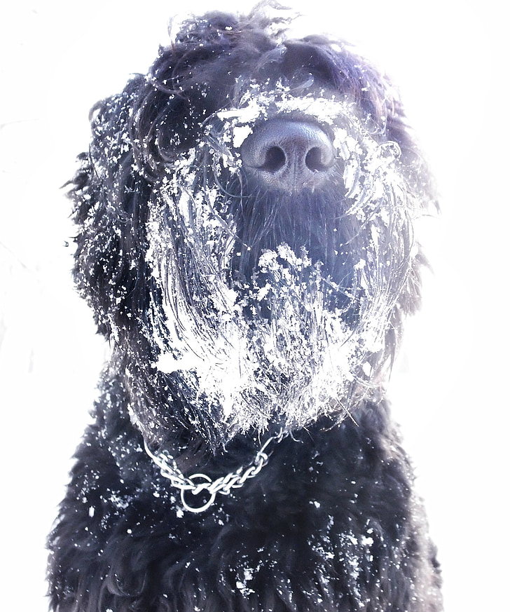 pes, ruski terier, sneg, pozimi, štiri